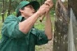 Nông trường Sông Giêng (Cao su Bình Thuận): Duy trì ổn định năng suất vườn cây